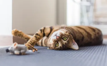 Weltkatzentag katzenspielzeug teaser1500