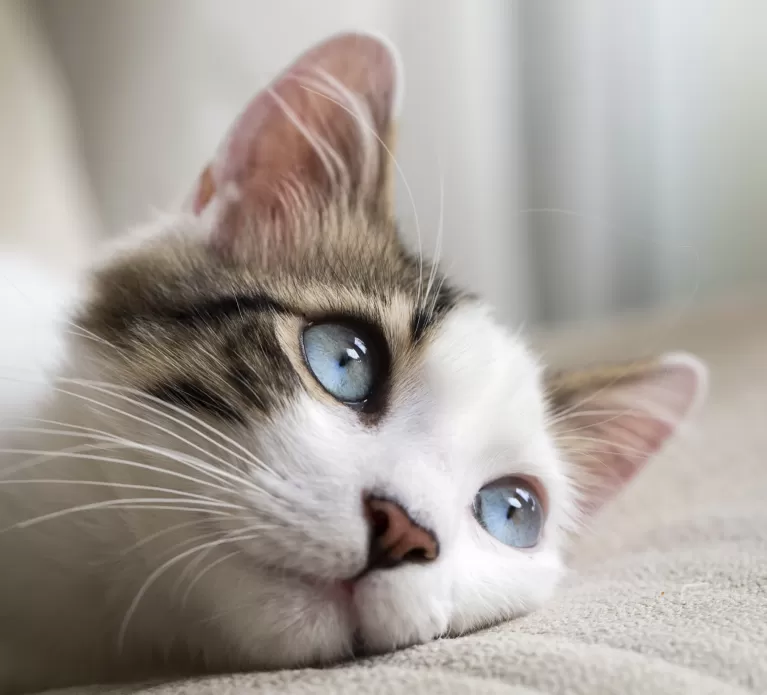 Katze