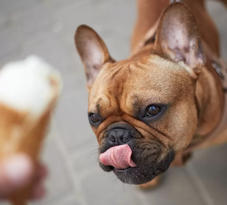 Glace fuer hunde