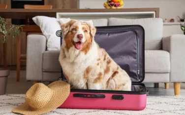 Haustier airbnb ferien