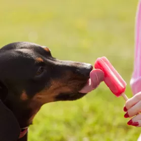 Hund eiscreme teaser neu