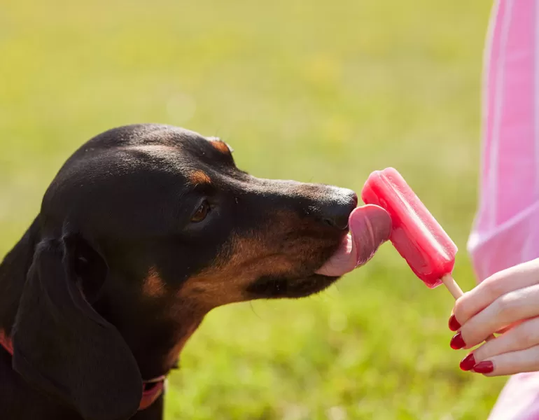 Hund eiscreme teaser neu