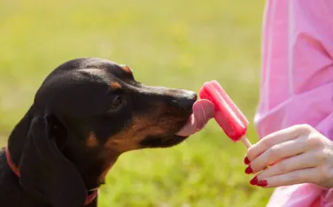 Hund eiscreme teaser neu