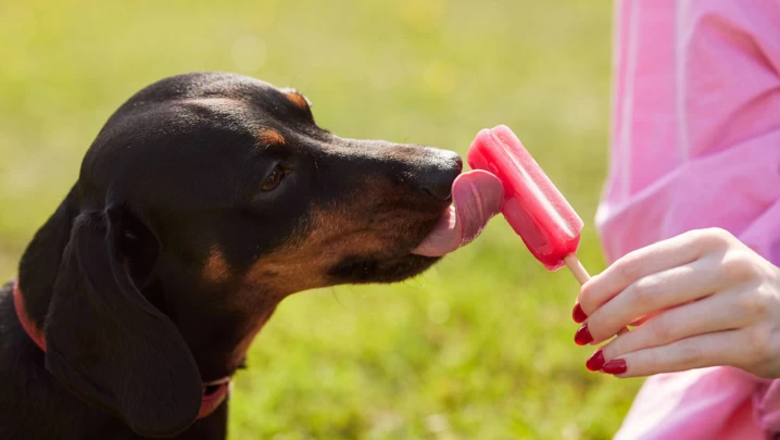 Hund eiscreme teaser neu