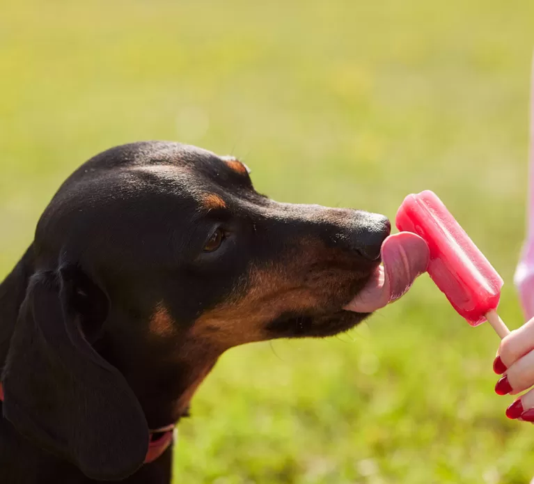 Hund eiscreme teaser neu