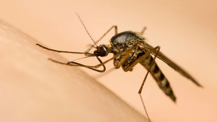 Insekten muecken was hilft