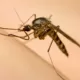 Insekten muecken was hilft