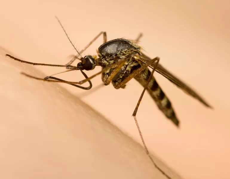 Insekten muecken was hilft