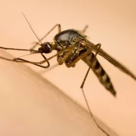 Insekten muecken was hilft