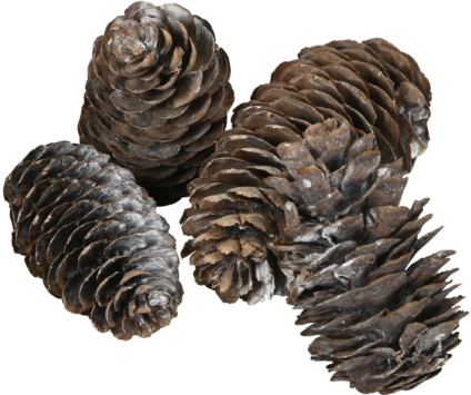 402121095 xxl3 export Ga4 P Co68 Tl Le9g