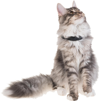 51440767 xxl3 export Ga4 P Co68 Tl Le9g