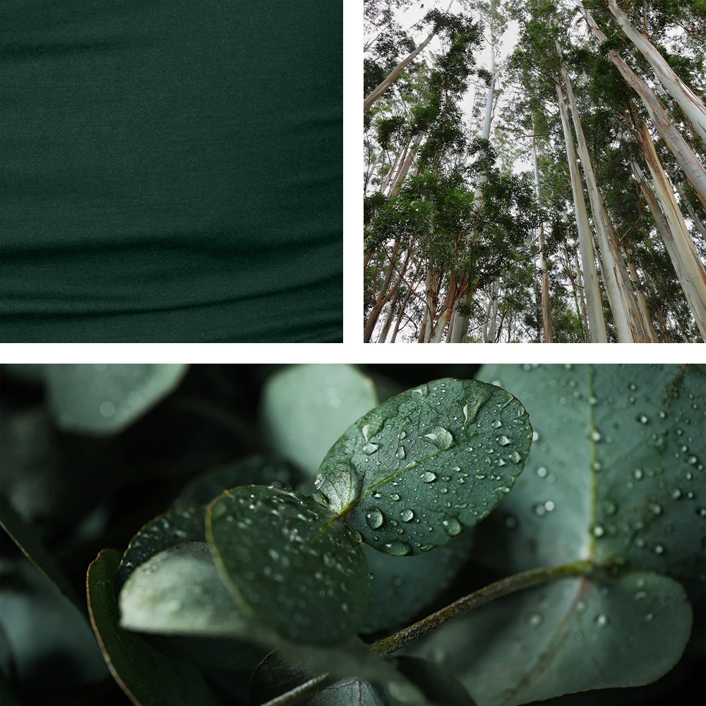 eucalyptus_fibres