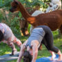 Gönn dir eine besondere Auszeit vom Alltag und erlebe Yoga mitten auf der Alpaka-Weide., Gönn dir eine besondere Auszeit vom Alltag und erlebe Yoga mitten auf der Alpaka-Weide.